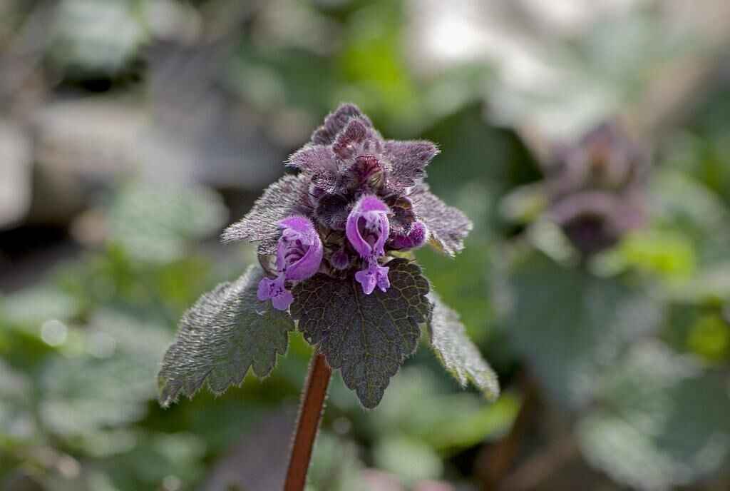 #31. Dead nettle
